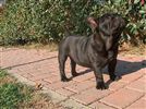 Bouledogue francese