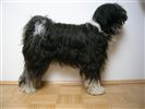 Tibet Terrier