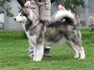 Alaskan Malamute