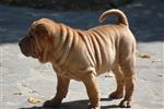 Shar Pei