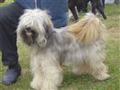 Tibet Terrier