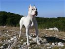 Dogo Argentino