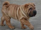 Shar Pei
