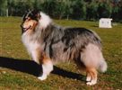 Collie