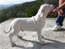 Dogo Argentino