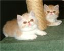 Exotic shorthair