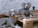 Weimaraner