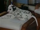 Dalmata