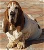 Basset Hound