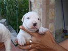 Dogo Argentino