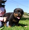 Rottweiler