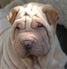 Foto dello Shar Pei