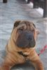 Shar Pei