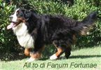 Bovaro del Bernese