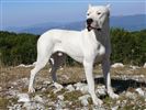 Dogo Argentino