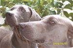 Weimaraner