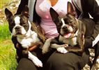 Boston Terrier