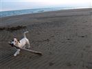 Jack Russell