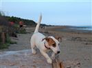 Jack Russell